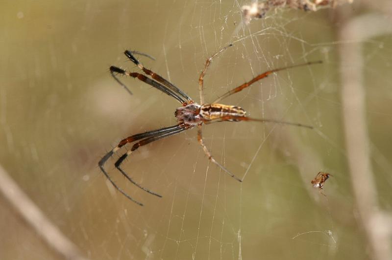 Tetragnatha_ZZ393_D4205_Z_82_Alexandra hills Brisbane_Australie.jpg